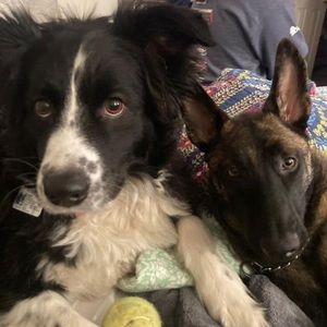 Meet your Posher, Maxie